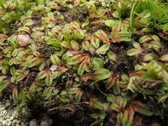 Riccia gougetiana