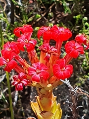 Crassula coccinea