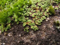 Riccia gougetiana