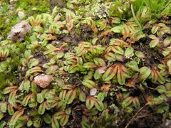 Riccia gougetiana
