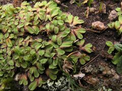 Riccia gougetiana