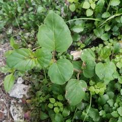 Boerhavia diffusa