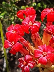 Crassula coccinea