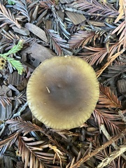 Melanoleuca melaleuca
