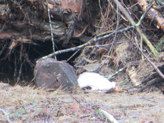 Zonotrichia leucophrys