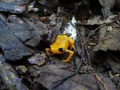Brachycephalus ephippium