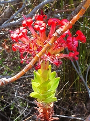 Crassula coccinea