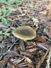 Melanoleuca melaleuca