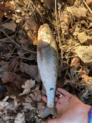 Semotilus corporalis