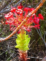 Crassula coccinea