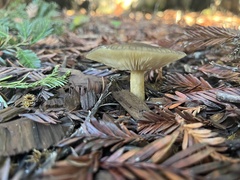 Melanoleuca melaleuca
