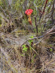 Crassula coccinea