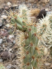 Cylindropuntia acanthocarpa acanthocarpa