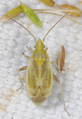Amblytylus nasutus