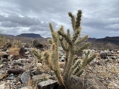 Cylindropuntia acanthocarpa acanthocarpa
