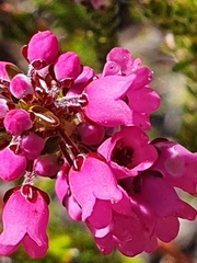 Erica pulchella