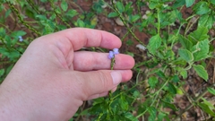 Stachytarpheta cayennensis