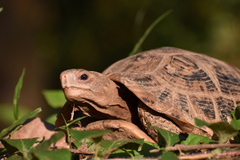 Indotestudo elongata