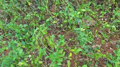 Stachytarpheta cayennensis