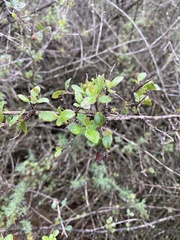 Lonicera subspicata denudata