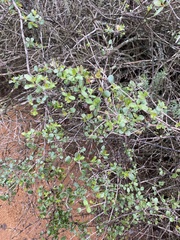 Lonicera subspicata denudata
