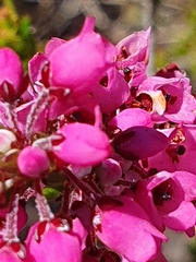 Erica pulchella