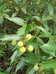 Cephalanthus glabratus