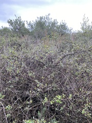 Lonicera subspicata denudata
