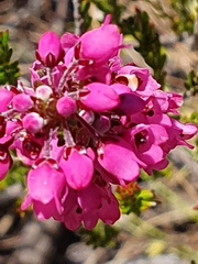 Erica pulchella