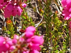 Erica pulchella