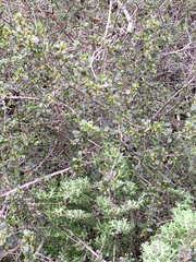 Rhamnus crocea