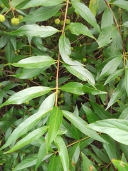 Cephalanthus glabratus