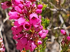 Erica pulchella