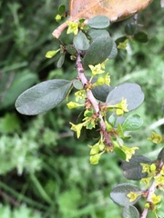 Rhamnus crocea