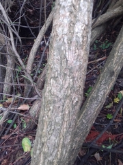 Cephalanthus glabratus