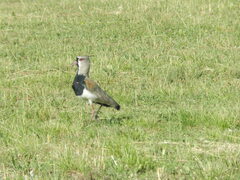 Vanellus chilensis