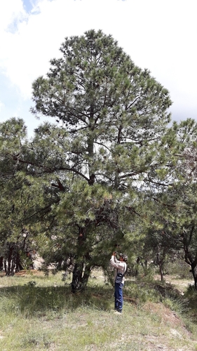 Lawson's pine (Pinus lawsonii)