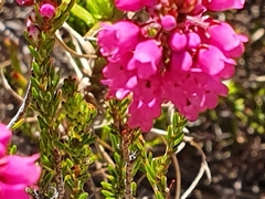 Erica pulchella
