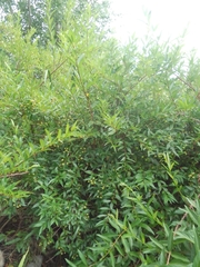 Cephalanthus glabratus