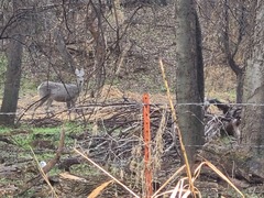 Odocoileus virginianus couesi