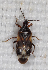 Anthocoris nemoralis