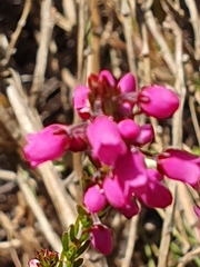 Erica pulchella