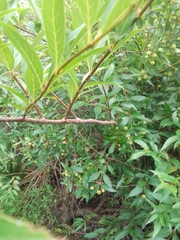 Cephalanthus glabratus