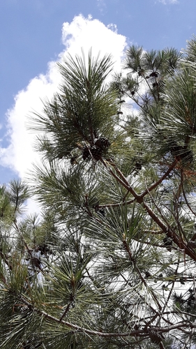 Image of Pinus lawsonii by (c) jaquelinemupla, some rights reserved (CC BY)