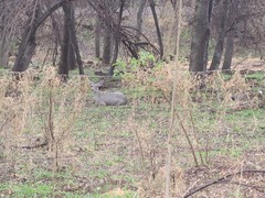 Odocoileus virginianus couesi