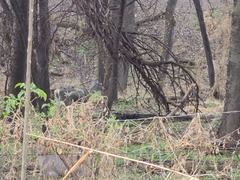 Odocoileus virginianus couesi