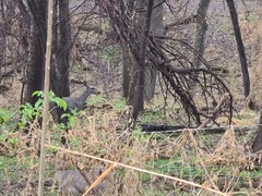 Odocoileus virginianus couesi