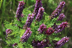 Amorpha nana