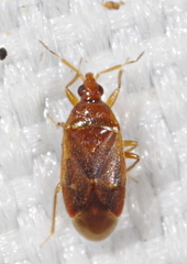 Cardiastethus fasciiventris