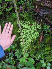 Adiantum raddianum